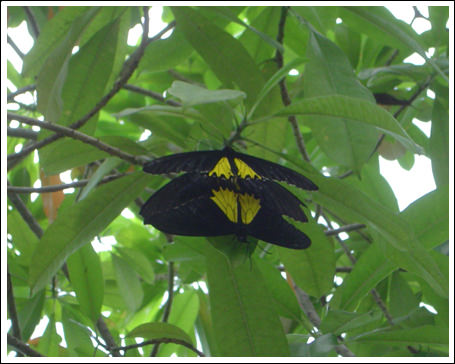 a threesome orgy among butterflies!