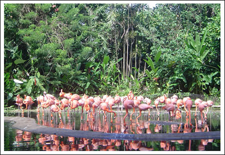 pink flamingoes in the Jurong Bird Park