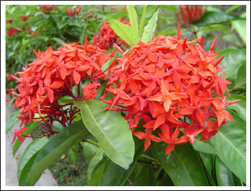 red flowers in NTU