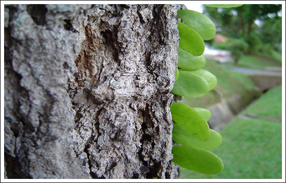  leaves on trees